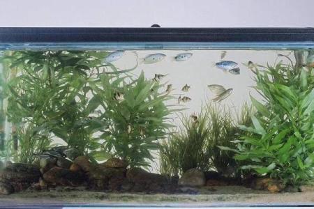 风水颜色_养鱼禁忌的颜色