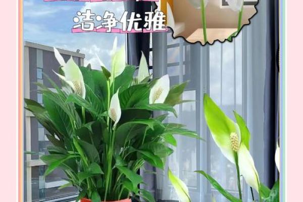 白掌风水攻略