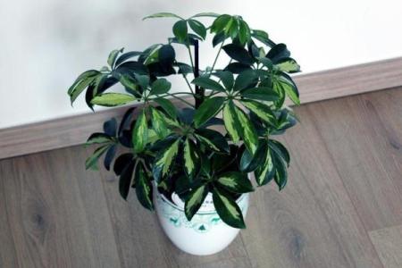 白掌风水攻略