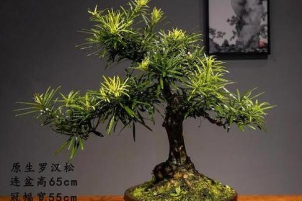 最旺宅的风水树罗汉松图片