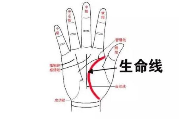 《手相学习百科》：生命线