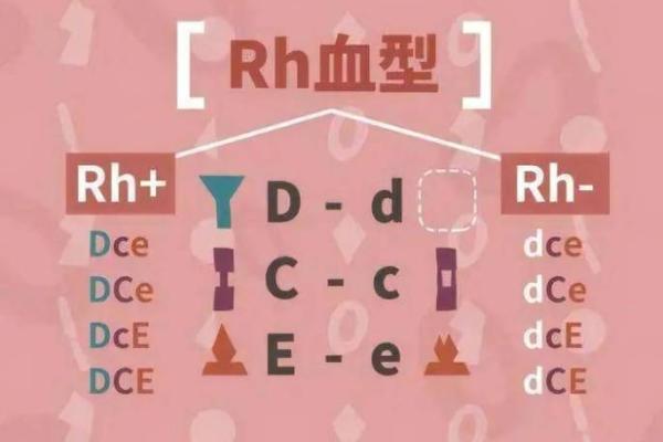 血行都有什么血型 血行的血型有哪些