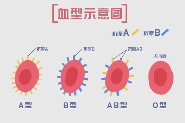 血型人对生活的态度