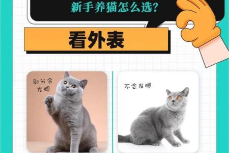 怎么给公猫姓名配对呢图片 怎么给公猫取名字好听？