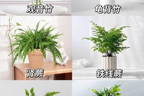 简单的风水改运，绿植摆放指南