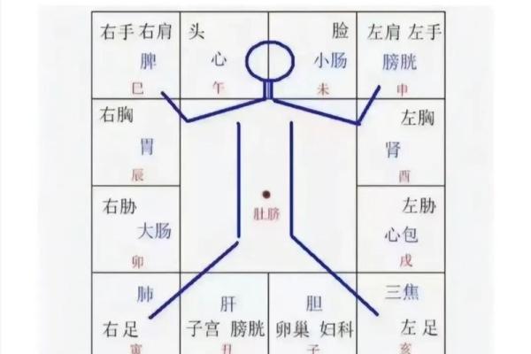 紫微斗数陀罗在命宫的重要性及解读