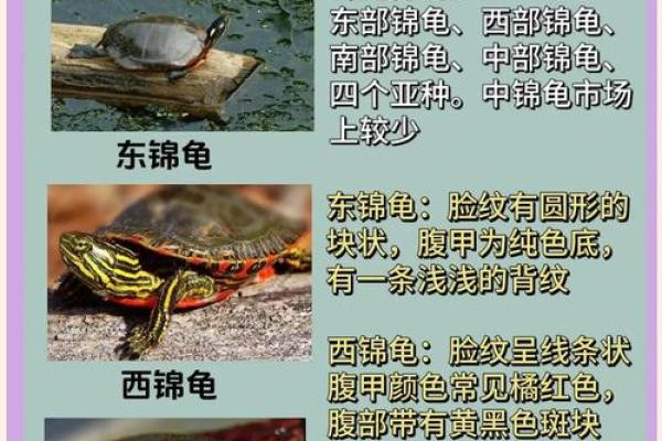 风水化煞龟选哪种如何选择适合自己的？