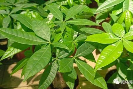 买了“发财树”，别把方位摆错