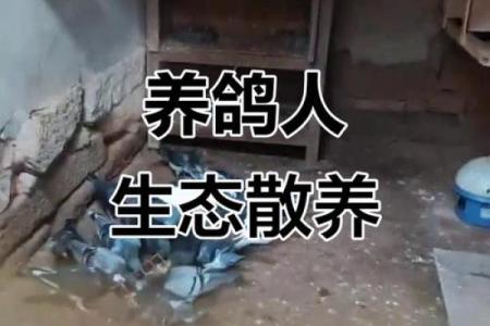 养鸽子与风水家庭和谐的源泉