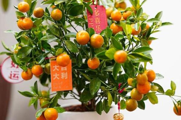 家里种金桔不吉利吗风水观点