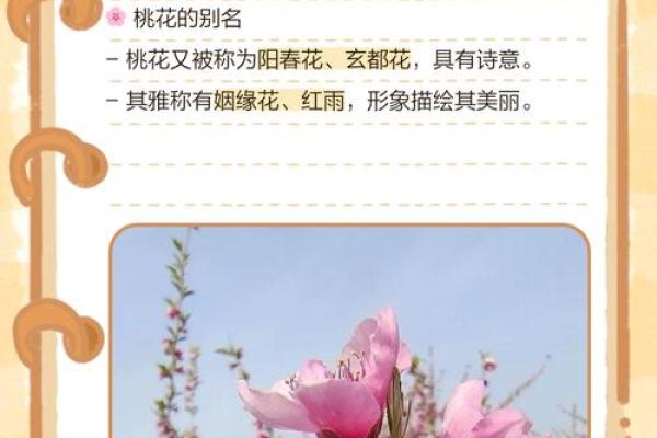 八字中有哪些的桃花魅力最大呢