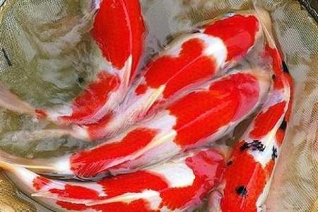 锦鲤鱼混养风水