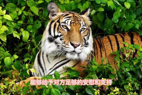 属虎的女人和什么属相最配对 属虎的女人和什么属相最配婚姻