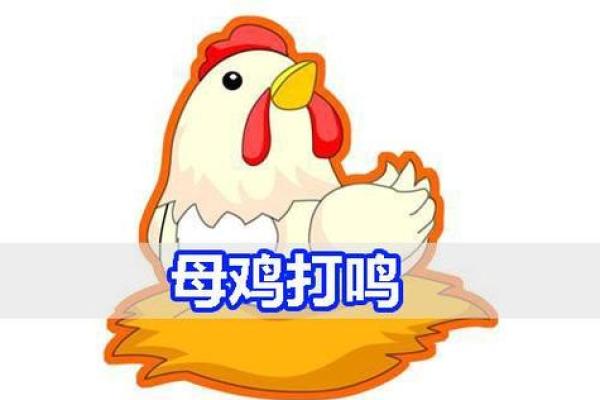 母鸡打鸣算命怎么说,母鸡在早晨打鸣预示什么