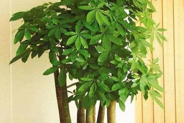 旺运风水局，如何使用植物布局
