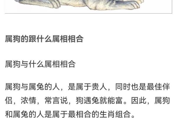 属兔和什么属相最配对 属兔和什么属相相冲