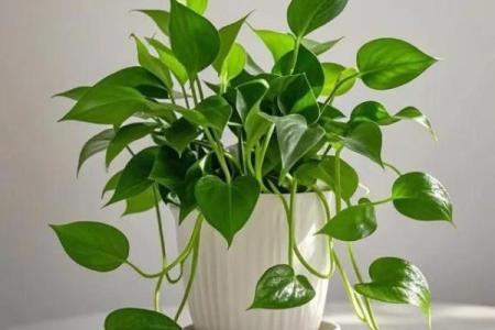 卫生间摆放植物有哪些风水讲究
