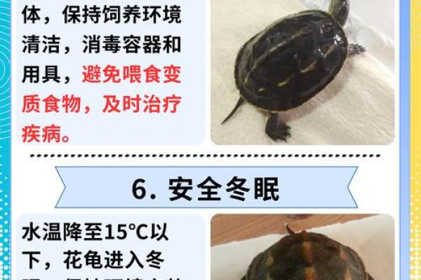 办公室养龟有什么风水说法讲究