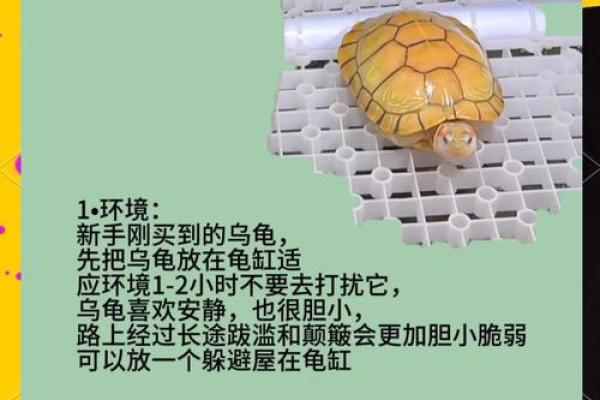办公室养龟有什么风水说法讲究