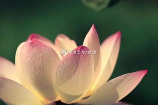 风水命理_主角叫王文涛闫思彤的小说