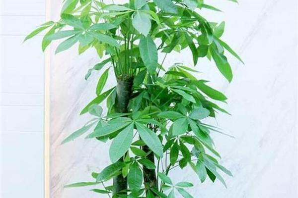 有哪些植物可以改变风水呢？