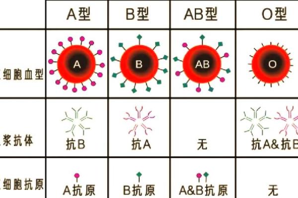 血型研究的发展史是怎样的