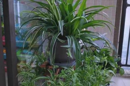 办公室吊兰摆放风水攻略为您营造舒适办公环境