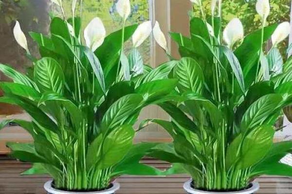 风水什么花招财又旺宅好养吉祥植物