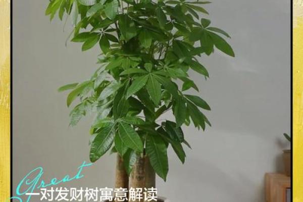 买了发财树，不要把方位摆错了