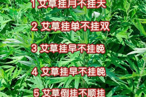 艾草一直挂门上好吗影响家居风水吗