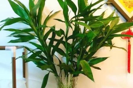 风水什么花招财又旺宅好养吉祥植物