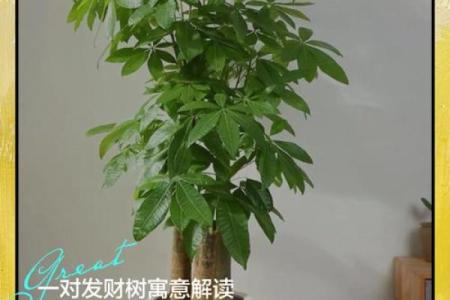 买了发财树，不要把方位摆错了
