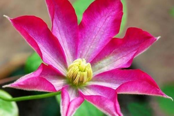 白鹤神数量指算命