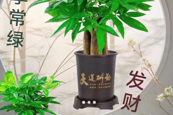 办公室摆放吉祥树好处摆放风水植物