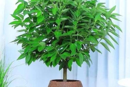 办公室摆放吉祥树好处摆放风水植物