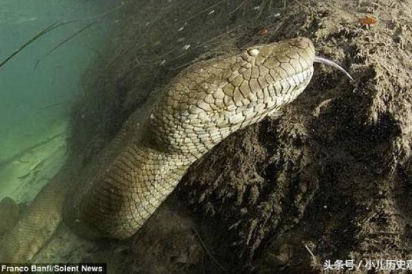 算命人说我是蛟龙,蛟龙命好吗