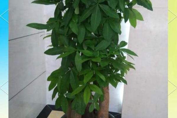 办公室风水：十二生肖最配的绿色植物有哪些？