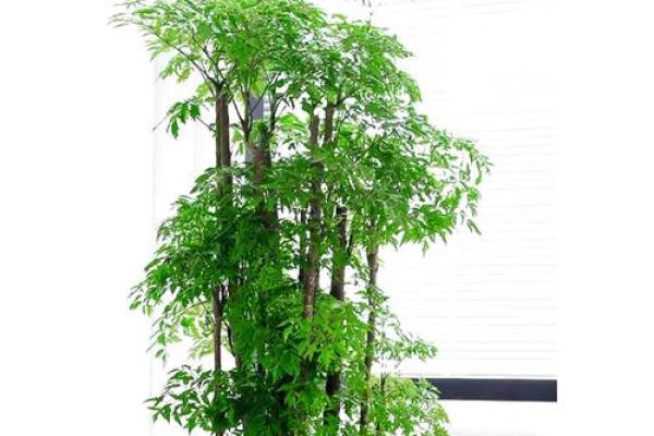 办公室风水：十二生肖最配的绿色植物有哪些？