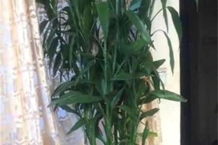 房子里生竹子好吗风水