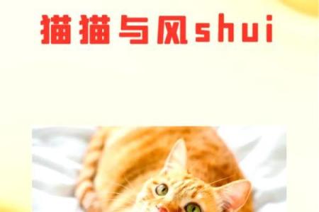 养猫风水