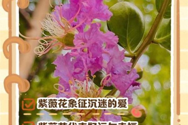 紫薇花象征着好运吗,紫薇花吉利吗