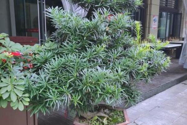 房子外种什么植物更好风水
