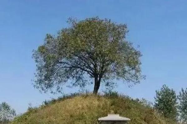 墓地种什么树好风水上有哪些讲究-