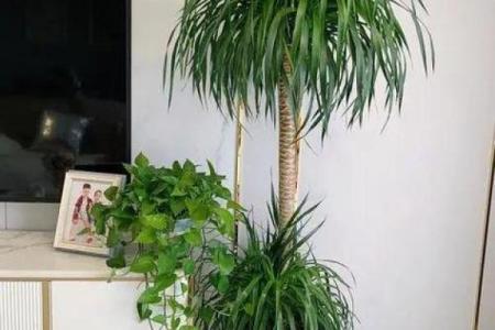 房子外种什么植物更好风水