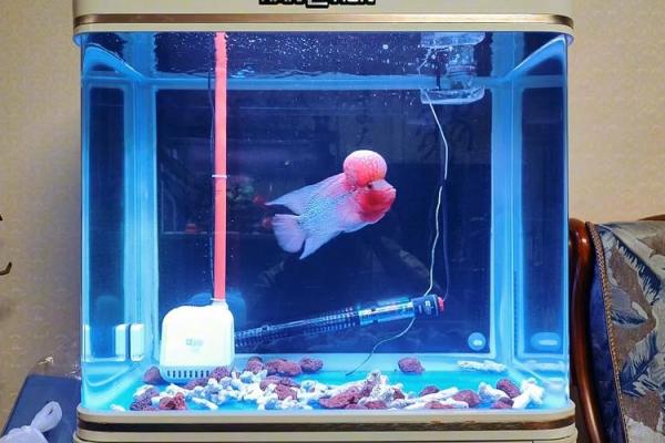 养罗汉鱼风水好吗