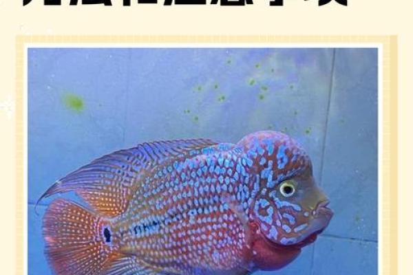 养罗汉鱼风水好吗