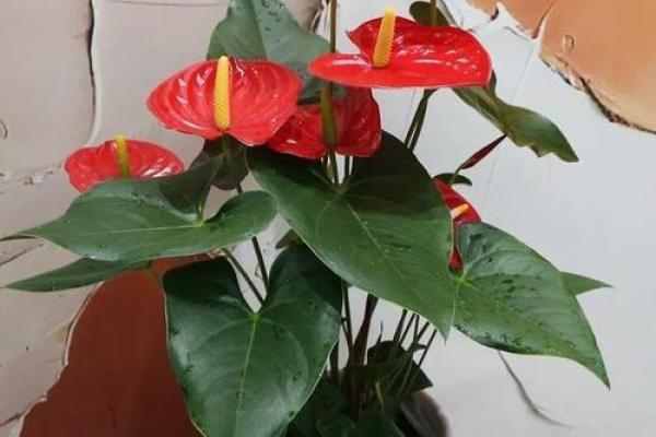 风水做生意家里养什么花好可以有利于财运