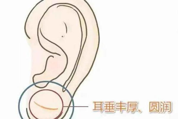 风水面相耳朵耳垂大是不是很有福气