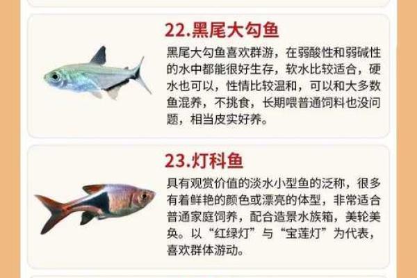 金鱼怎么养？养金鱼需要注意的风水