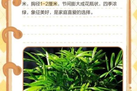 平安竹的风水作用